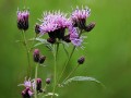 Serratula tinctoria, fot. janetgraham84new - <a href="https://www.flickr.com/photos/149164524@N06/52308188165/">https://www.flickr.com/photos/149164524@N06/52308188165/</a>, CC BY 2.0, <a href="https://commons.wikimedia.org/w/index.php?curid=131578529">ht