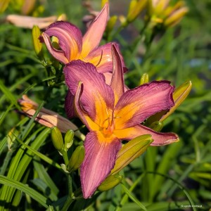 Hemerocallis „Dutch Star” - liliowiec