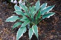 Hosta „Venetian Skies”