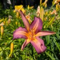 Hemerocallis "Dutch Star", fot. AS