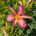 Hemerocallis "Dutch Star", fot. AS