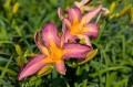 Hemerocallis "Dutch Star", fot. AS