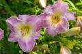 Hemerocallis „Spiritual Corridor”, fot. AS