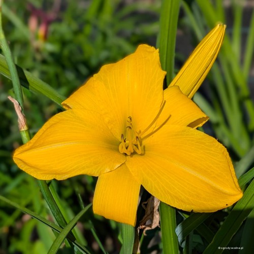Hemerocallis "Halina", fot. AS