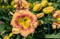 Hemerocallis „Fruity Kiss”, fot. AS