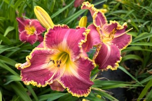 Hemerocallis „Spacecoast Cool Deal” - liliowiec
