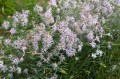 Dianthus superbus, fot. AS