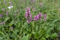 Betonica/Stachys officinalis, fot. AS
