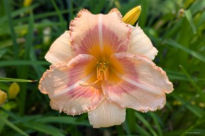 Hemerocallis „Spiritual Guide” - liliowiec