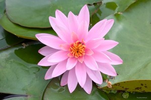 Nymphaea „Bernice Ikins” - lilia wodna, grzybień