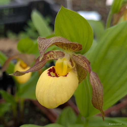 Cypripedium "Inge", fot. AS