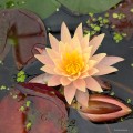 Nymphaea "Cliff Tiffany", fot. AS