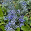 Eryngium "Lapis Blue" (liście należą do sąsiedniego mikołajka płaskolistnego, Eryngium planum)