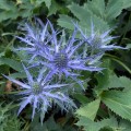 Eryngium "Lapis Blue", fot. AS