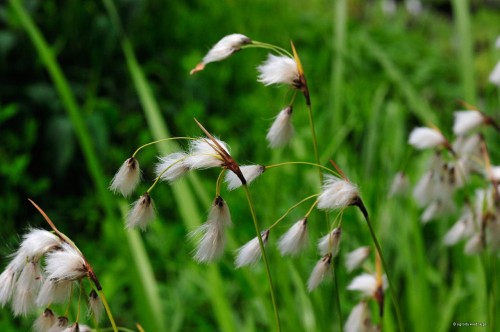 Eriophorum latifolium