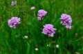 Allium angulosum