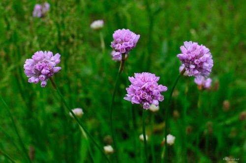 Allium angulosum