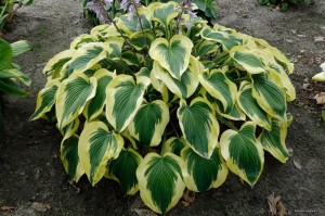 Hosta „Broad Band” - funkia  