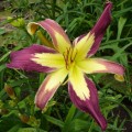 Hemerocallis „Applique” fot. KG
