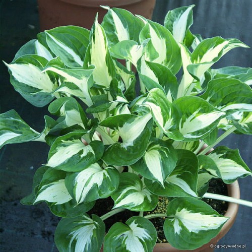 Hosta „Pathfinder”