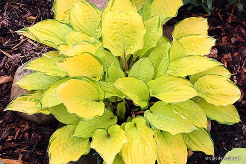 Hosta „Paradise Island”