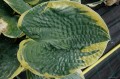 Hosta „Sugar Daddy” liść