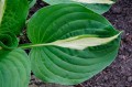 Hosta „White Bikini” - liść