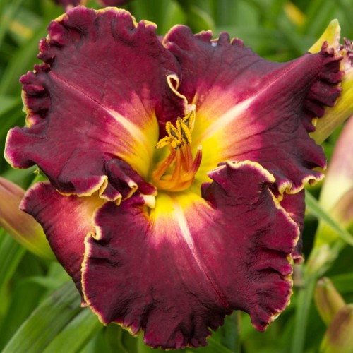 Hemerocallis „Excellent”