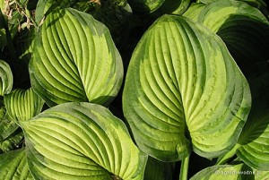 Hosta „Lunar Orbit” - funkia