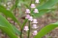 Convallaria majalis „Rosea”