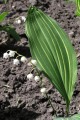 Convallaria majalis „Polish Beauty”