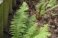 Polystichum setiferum „Proliferum”