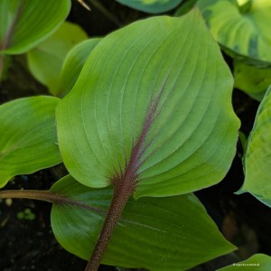 Hosta „Almost” - funkia