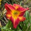 Hemerocallis „Andrzej Bobola”, fot. AS