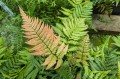 Dryopteris lepidopoda, fot. AS