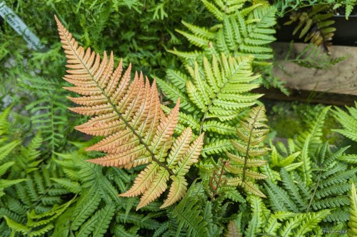Dryopteris lepidopoda, fot. AS