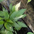 Hosta "Silver Feather", fot. AS
