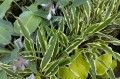 Hosta "Syncopated Harmony", fot. AS