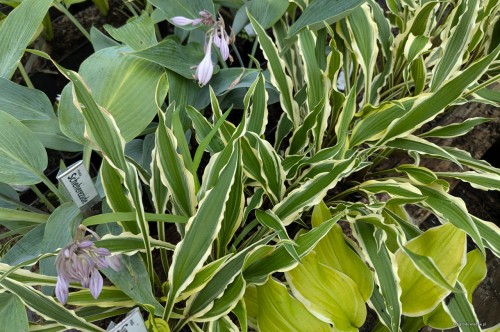 Hosta "Syncopated Harmony", fot. AS