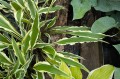Hosta "Syncopated Harmony", fot. AS