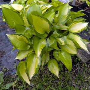 Hosta „Tiki Bar” - funkia