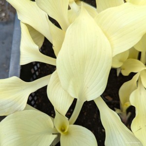 Hosta „Silver Feather” - funkia