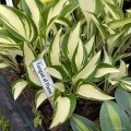 Hosta "Tongue of Flame", fot. AS