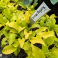 Hosta "Surfing Mouse", fot. AS