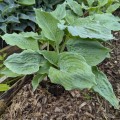 Hosta "Queen Of The Seas", fot. AS
