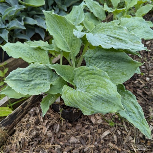 Hosta "Queen Of The Seas", fot. AS