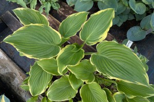 Hosta „Don't Stop Believin” - funkia