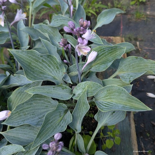 Hosta „Purple Verticulated Elf”, fot. AS