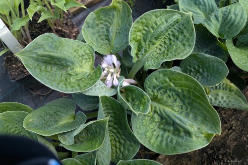Hosta "Ripped", fot. AS
