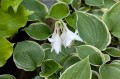 Hosta „Bob Deane”, fot. AS